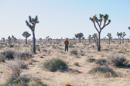 AN ESCAPE TO JOSHUA TREE
